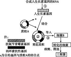 细胞工程 连接生命科学与技术创新的桥梁